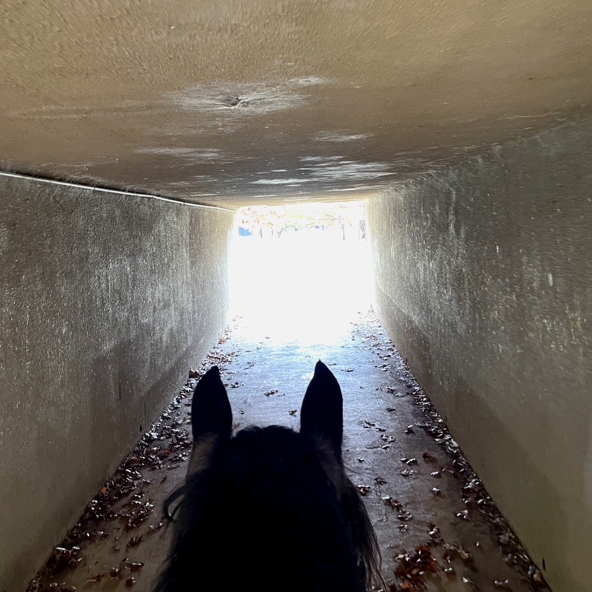 Leo in the tunnel — light ahead